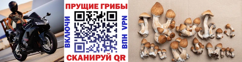 Галлюциногенные грибы прущие грибы  Куртамыш 